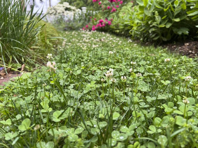 Weeds aren’t just nuisances, they’re  messengers. Here’s what they can tell you